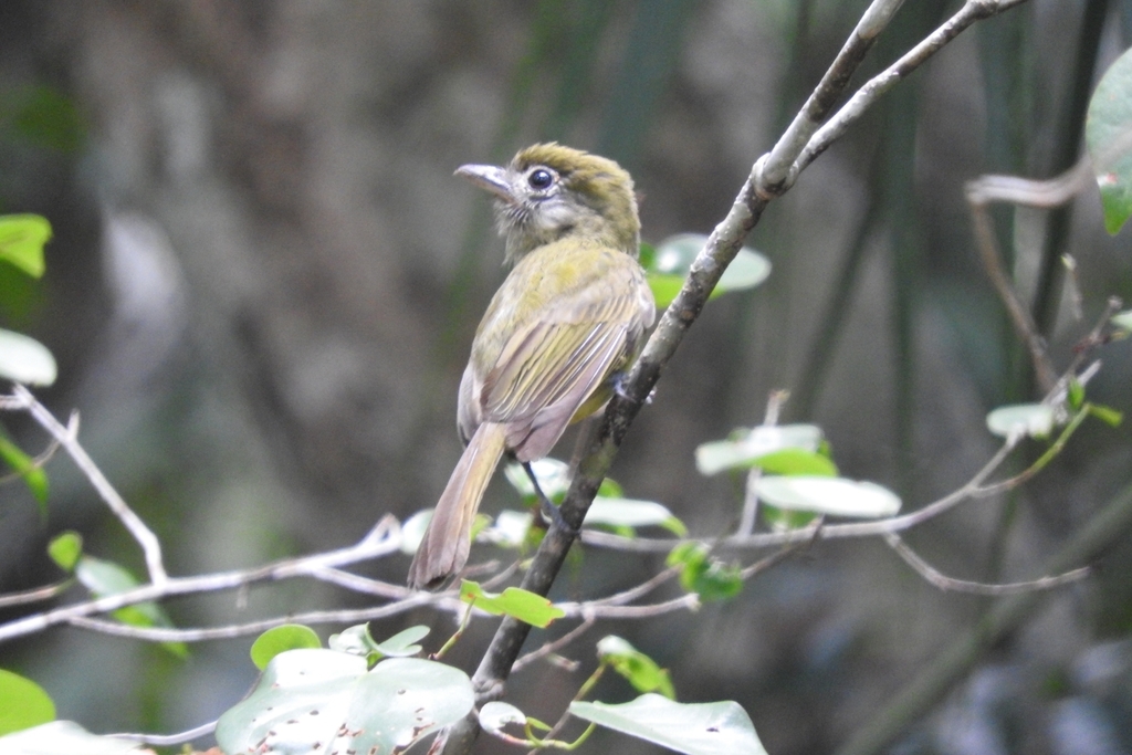 Eye-ringed Flatbill