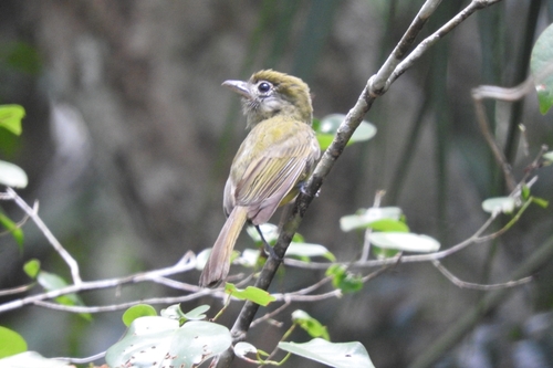 Eye-ringed Flatbill