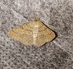 Isturgia murinaria
