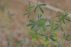 Melilotus suaveolens