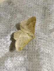 Isturgia murinaria