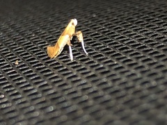 Caloptilia packardella