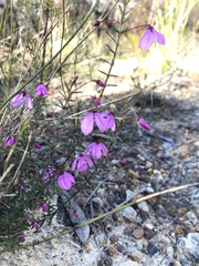Tetratheca ericifolia