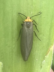 Gnamptonychia ventralis