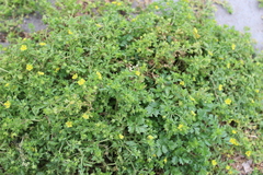 Potentilla paradoxa