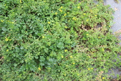 Potentilla paradoxa