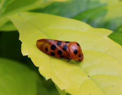Cosmoscarta dorsimacula