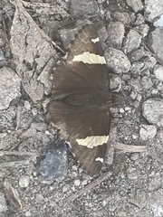 Thorybes pseudocellus