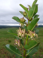 Pachycarpus appendiculatus