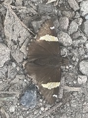 Thorybes pseudocellus