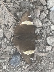 Thorybes pseudocellus