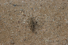 Trilophidia annulata