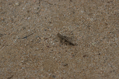 Trilophidia annulata