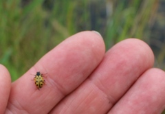 Chrysomela vigintipunctata