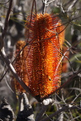 Banksia ericifolia