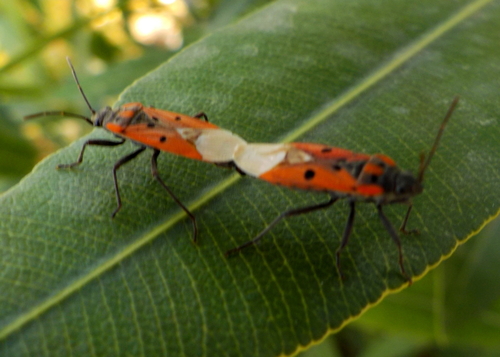 Cretan Seed Bug