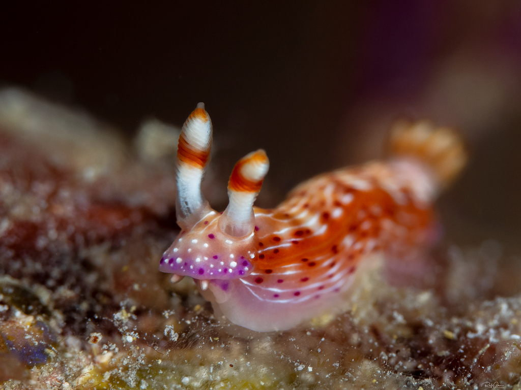 Photo of Spotted hypselodoris (Hypselodoris maculosa)