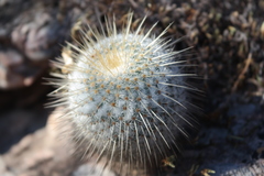 Mammillaria dixanthocentron