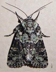 Lacinipolia strigicollis