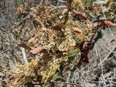 Cuscuta subinclusa