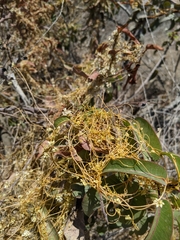 Cuscuta subinclusa