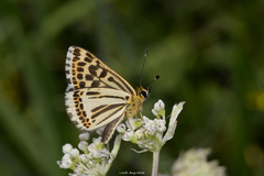 Polycaena chauchowensis