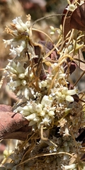 Cuscuta subinclusa