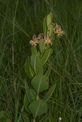 Pachycarpus appendiculatus