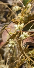 Cuscuta subinclusa