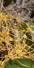 Cuscuta subinclusa