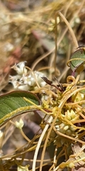 Cuscuta subinclusa