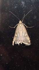 Loxostege sticticalis
