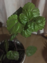 Australina