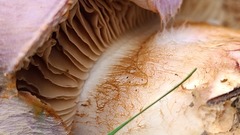 Phlegmacium balteatocumatile