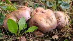 Phlegmacium balteatocumatile