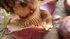 Phlegmacium balteatocumatile