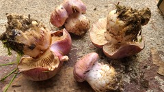 Phlegmacium balteatocumatile