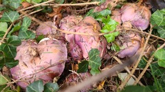 Phlegmacium balteatocumatile