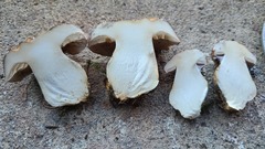 Phlegmacium balteatocumatile