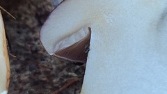 Phlegmacium balteatocumatile