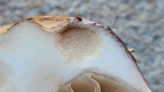 Phlegmacium balteatocumatile