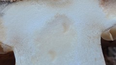 Phlegmacium balteatocumatile