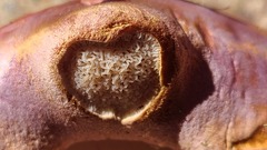 Phlegmacium balteatocumatile