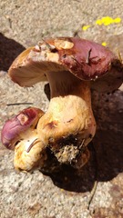 Phlegmacium balteatocumatile