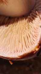 Phlegmacium balteatocumatile