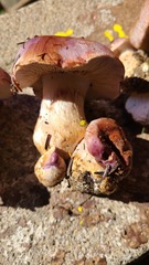 Phlegmacium balteatocumatile