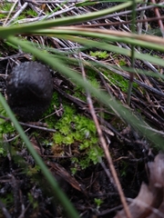 Pleurophascum occidentale