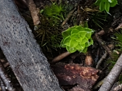 Pleurophascum occidentale