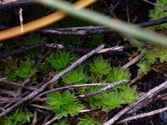 Pleurophascum occidentale