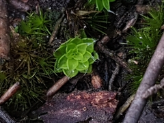 Pleurophascum occidentale